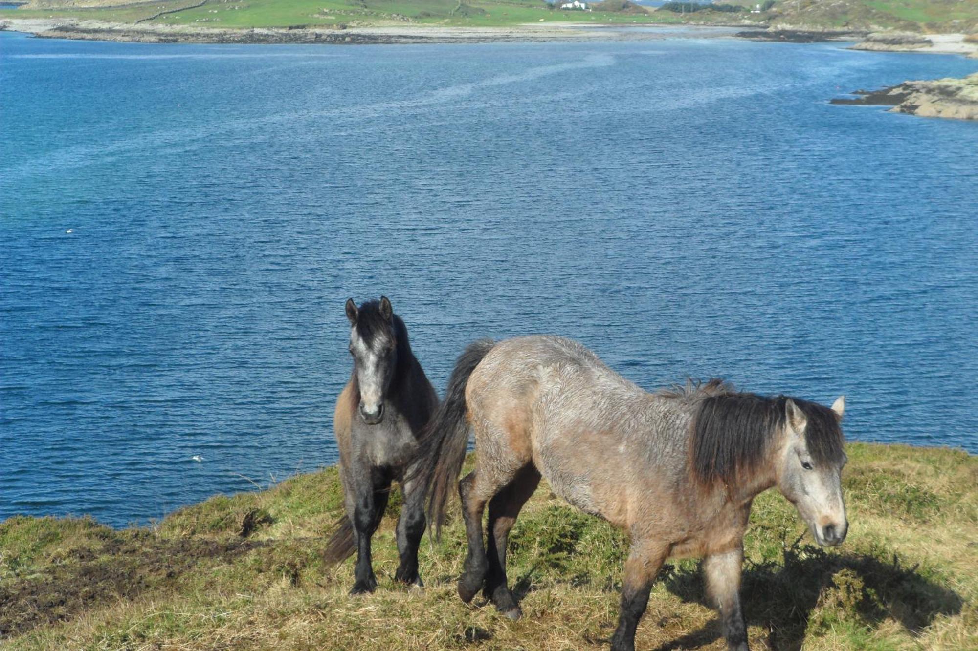 Rockmount House B&B Clifden Εξωτερικό φωτογραφία